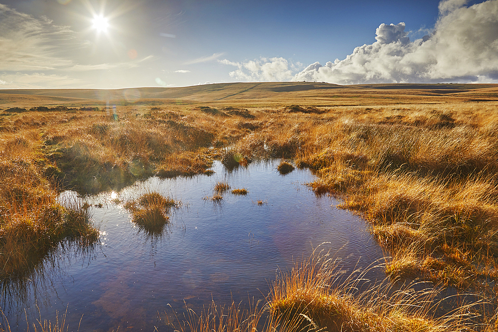 Autumn across the marshy open moors of Dartmoor, Gidleigh Common, near Chagford, Dartmoor National Park, Devon, England, United Kingdom, Europe