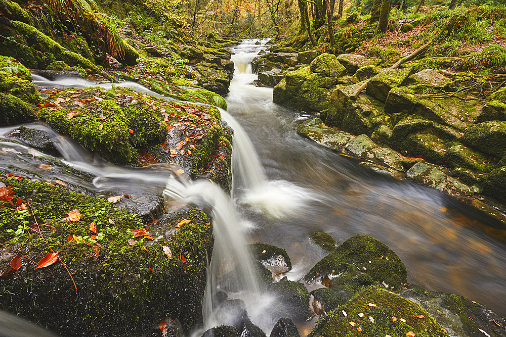 The River Erne flowing fast through autumnal ancient forest, Dartmoor National Park, near Ivybridge, Devon, England, United Kingdom, Europe