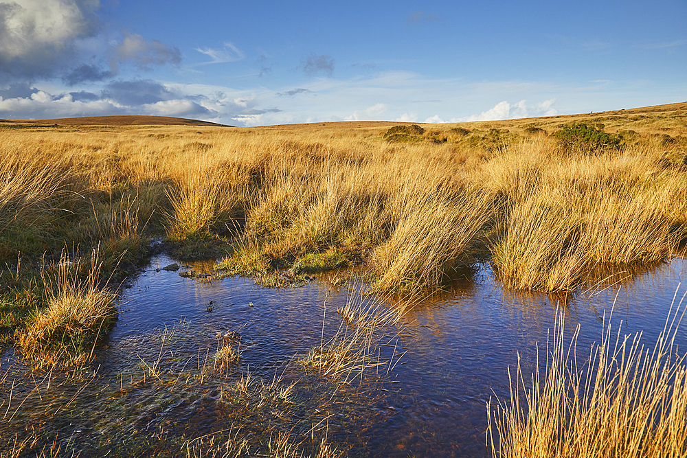 Autumn across the marshy open moors of Dartmoor; Gidleigh Common, near Chagford, Dartmoor National Park, Devon, England, United Kingdom, Europe