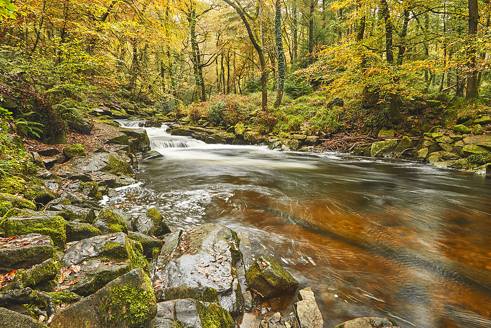 The River Erne flowing fast through autumnal ancient forest, Dartmoor National Park, near Ivybridge, Devon, England, United Kingdom, Europe