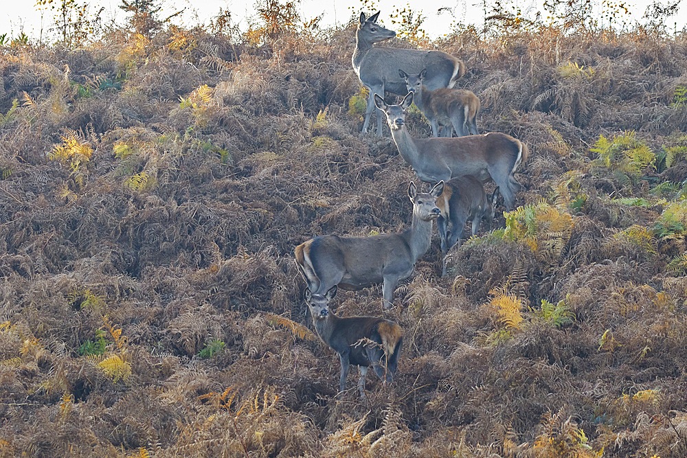 A group of Red Deer (Cervus elaphus), among bracken in Exmoor countryside, near Dunster, Exmoor National Park, Somerset, England, United Kingdom, Europe