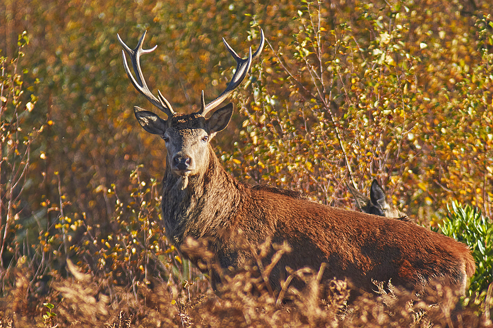 A Red Deer stag (Cervus elaphus), in bracken in Exmoor countryside, near Dunster, Exmoor National Park, Somerset, England, United Kingdom, Europe