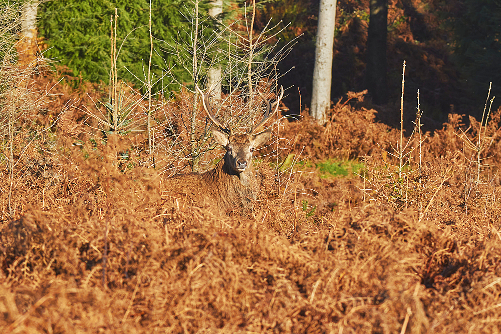 A young Red Deer stag (Cervus elaphus), in Exmoor countryside, near Dunster, Exmoor National Park, Somerset, England, United Kingdom, Europe