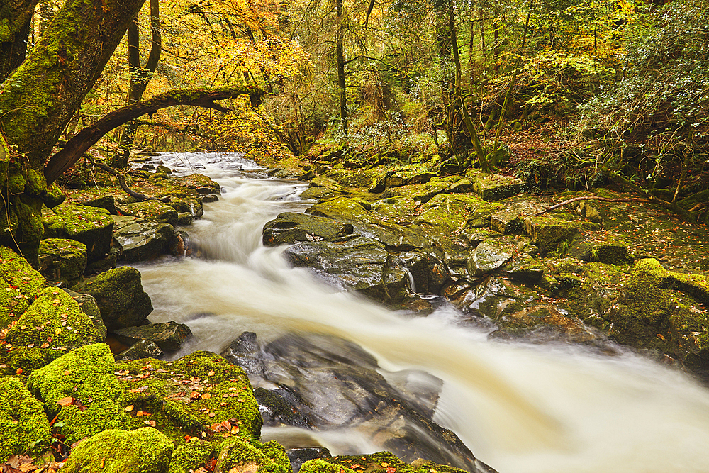 The River Erne flowing fast through autumnal ancient forest, Dartmoor National Park, near Ivybridge, Devon, England, United Kingdom, Europe