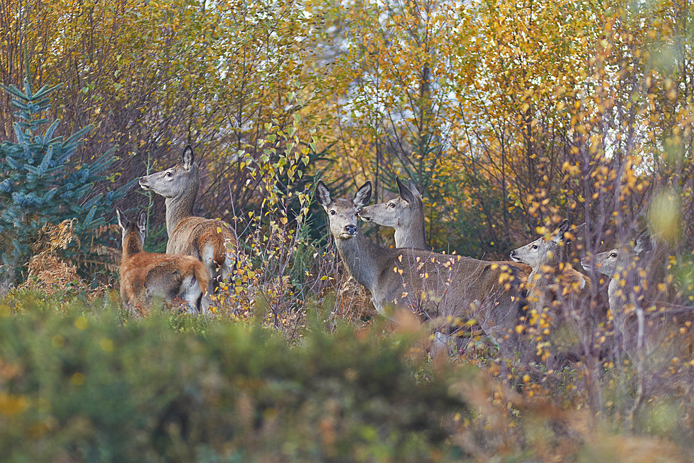 A group of Red Deer (Cervus elaphus), among bracken in Exmoor countryside, near Dunster, Exmoor National Park, Somerset, England, United Kingdom, Europe