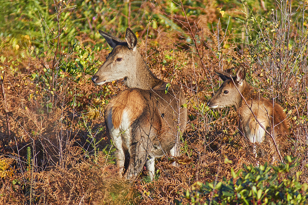 A group of Red Deer (Cervus elaphus), among bracken in Exmoor countryside, near Dunster, Exmoor National Park, Somerset, England, United Kingdom, Europe