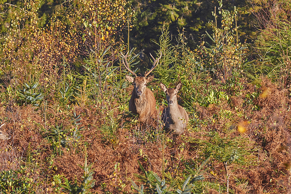 Red Deer stag and hind (female) (Cervus elaphus), among bracken in Exmoor National Park, near Dunster, Somerset, England, United Kingdom, Europe