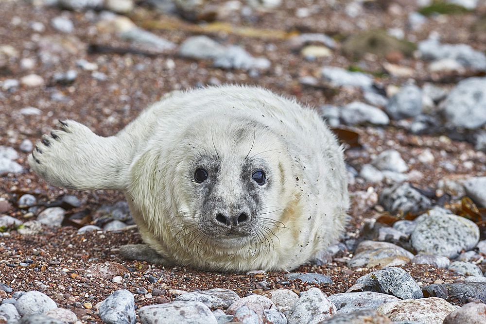 A Grey Seal pup (Halichoerus grypus), on a beach in Torbay, on the coast of south Devon, England, United Kingdom, Europe