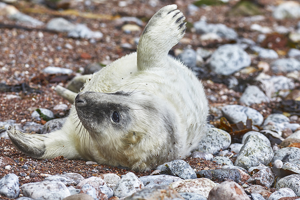 A Grey Seal pup (Halichoerus grypus), on a beach in Torbay, on the coast of south Devon, England, United Kingdom, Europe