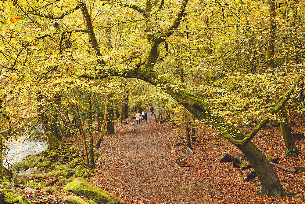 Autumn colours in ancient woodland, near Ivybridge, Dartmoor National Park, Devon, England, United Kingdom, Europe