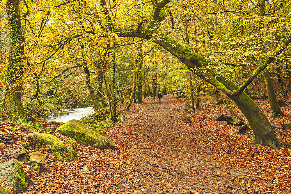 Autumn colours in ancient woodland, near Ivybridge, Dartmoor National Park, Devon, England, United Kingdom, Europe