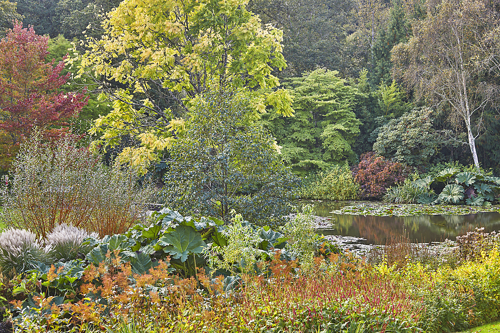 An autumnal garden scene, with pond, in a garden in Devon, England, United Kingdom, Europe