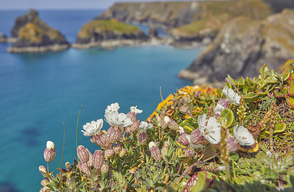 Sea Campion (Silene uniflora), on cliffs above Kynance Cove, near the Lizard Point, Cornwall, England, United Kingdom, Europe