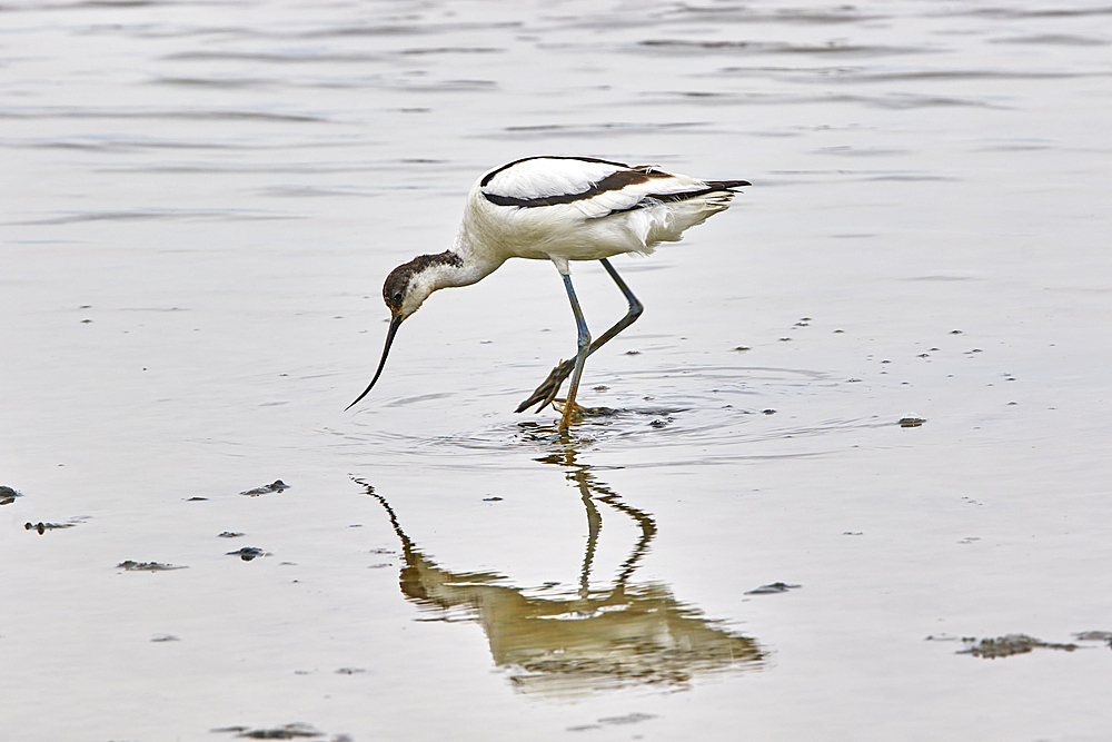 An avocet (Recurvirostra avosetta), at Brownsea Island, a nature reserve in Poole Harbour, Dorset, England, United Kingdom, Europe