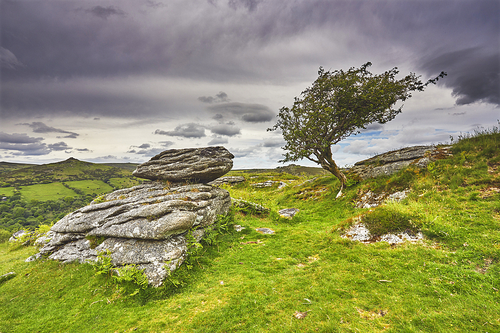 A granite boulder alongside a hawthorn tree, Crataegus monogyna, on Bench Tor, near Holne, in Dartmoor National Park, Devon, Great Britain.