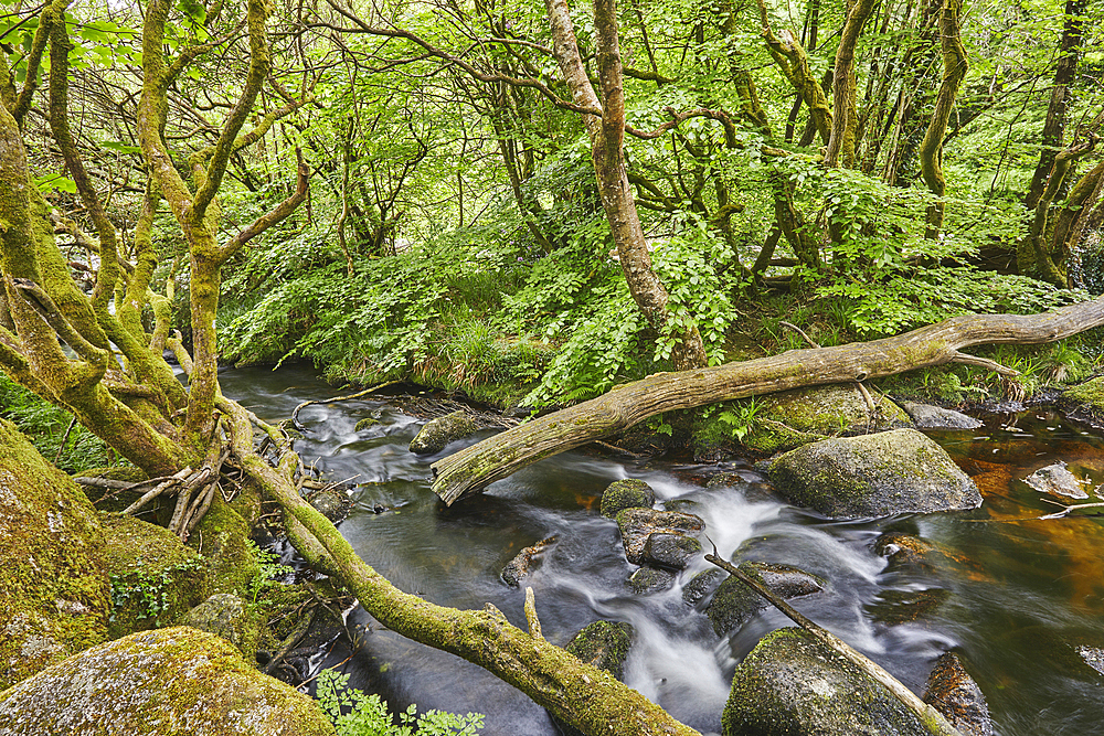 Summer woodland along the banks of the boulder-strewn River Dart, at Dartmeet, in Dartmoor National Park, Devon, Great Britain.