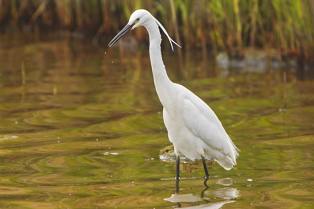 A Little Egret (Egretta garzetta), during the breeding season, on Brownsea Island, a nature reserve in Poole Harbour, Dorset, England, United Kingdom, Europe