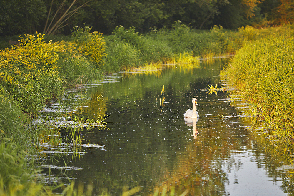 A Mute Swan (Cygnus olor), in the marshes at Ham Wall National Nature Reserve, one of the Avalon Marshes nature reserves, near Glastonbury, Somerset, England, United Kingdom, Europe