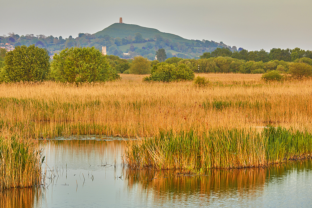 Glastonbury Tor seen across the marshes of Ham Wall National Nature Reserve, one of the Avalon Marshes nature reserves, near Glastonbury, Somerset, England, United Kingdom, Europe