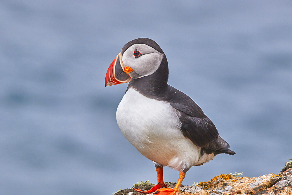 Atlantic Puffin, Fratercula arctica, on Skomer Island in July, a nature reserve off the coast of Pembrokeshire, Wales, Great Britain.