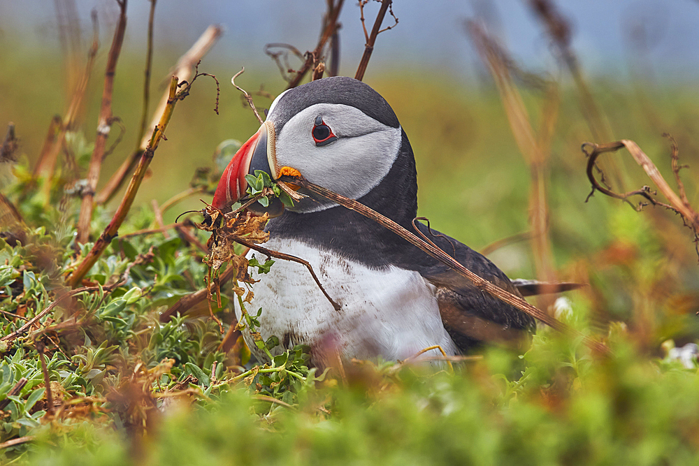 Atlantic Puffin (Fratercula arctica), on Skomer Island in July, a nature reserve off the coast of Pembrokeshire, Wales, United Kingdom, Europe