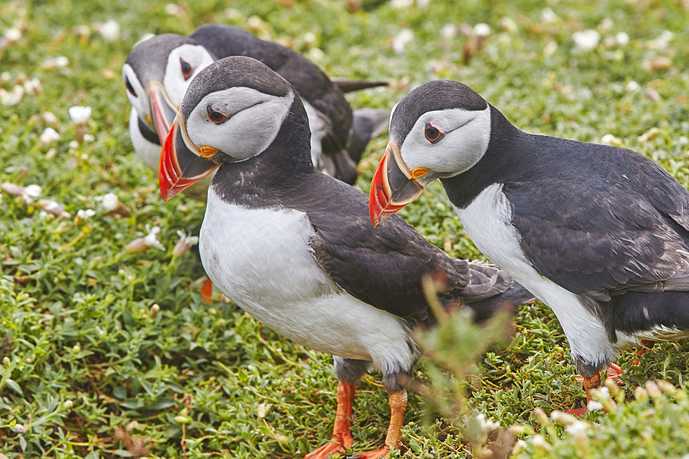 Atlantic Puffin (Fratercula arctica), on Skomer Island in July, a nature reserve off the coast of Pembrokeshire, Wales, United Kingdom, Europe