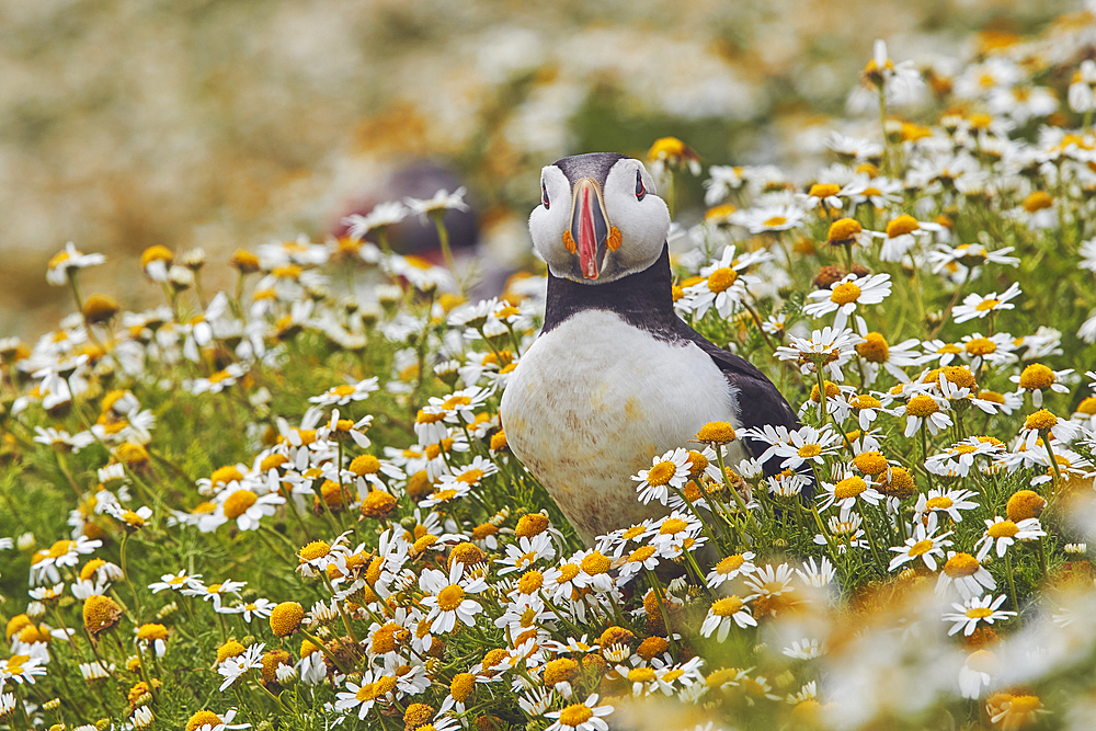 Atlantic Puffin (Fratercula arctica), on Skomer Island in July, a nature reserve off the coast of Pembrokeshire, Wales, United Kingdom, Europe