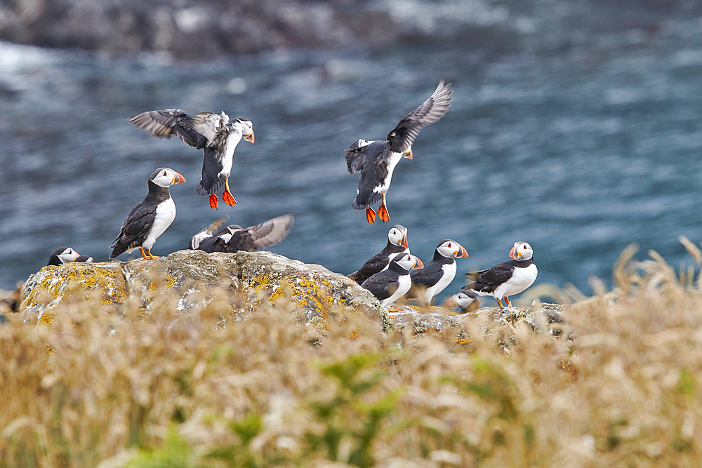 Atlantic Puffin (Fratercula arctica), on Skomer Island in July, a nature reserve off the coast of Pembrokeshire, Wales, United Kingdom, Europe