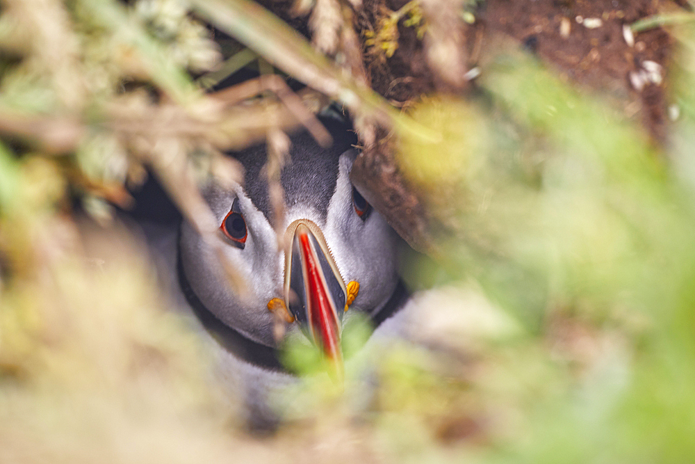 Atlantic Puffin (Fratercula arctica) in its burrow on Skomer Island in July, a nature reserve off the coast of Pembrokeshire, Wales, United Kingdom, Europe