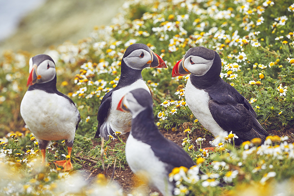 Atlantic Puffin (Fratercula arctica), on Skomer Island in July, a nature reserve off the coast of Pembrokeshire, Wales, United Kingdom, Europe