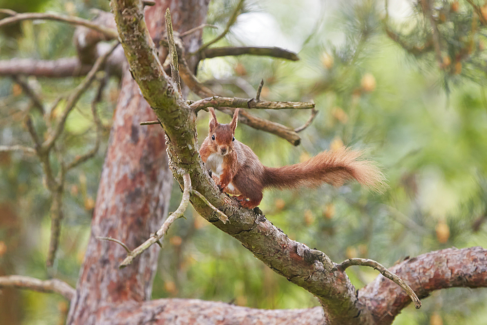 A Red Squirrel (Sciurus vulgaris), in conifer woodland on Brownsea Island, a nature reserve in Poole Harbour, Dorset, England, United Kingdom, Europe