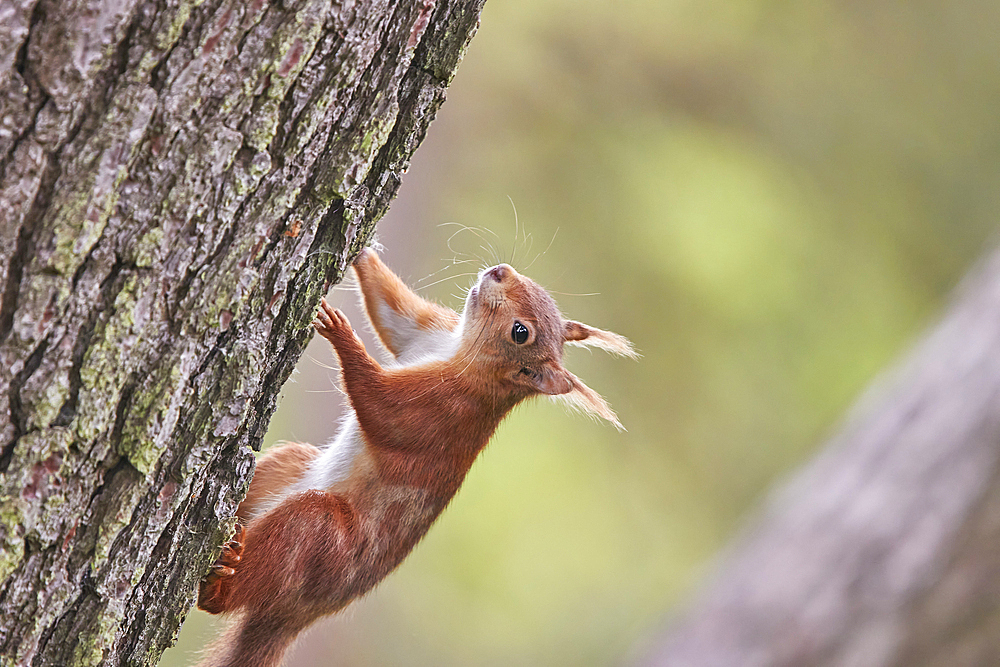 A Red Squirrel (Sciurus vulgaris), in conifer woodland on Brownsea Island, a nature reserve in Poole Harbour, Dorset, England, United Kingdom, Europe