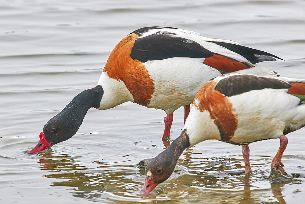 A Shelduck (Tadorna tadorna) pair, on Brownsea Island, a nature reserve in Poole Harbour, Dorset, England, United Kingdom, Europe