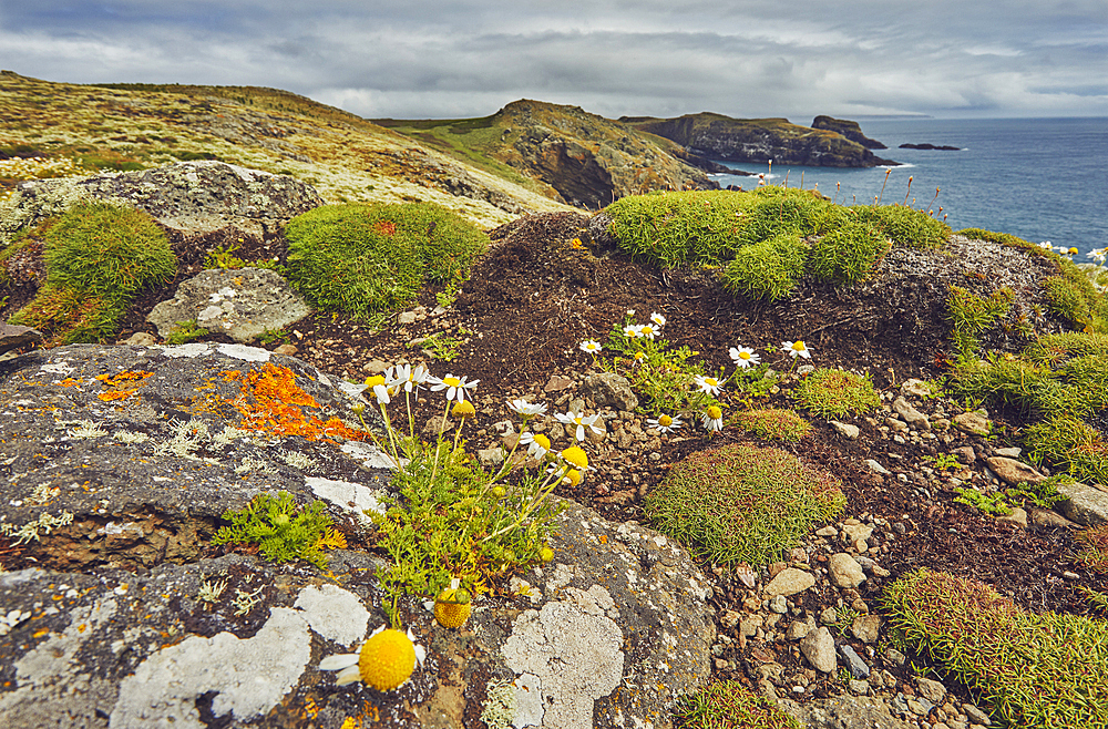 Daisies on Skomer Head, on the west coast of Skomer Island, a nature reserve off the coast of Pembrokeshire, Wales, United Kingdom, Europe