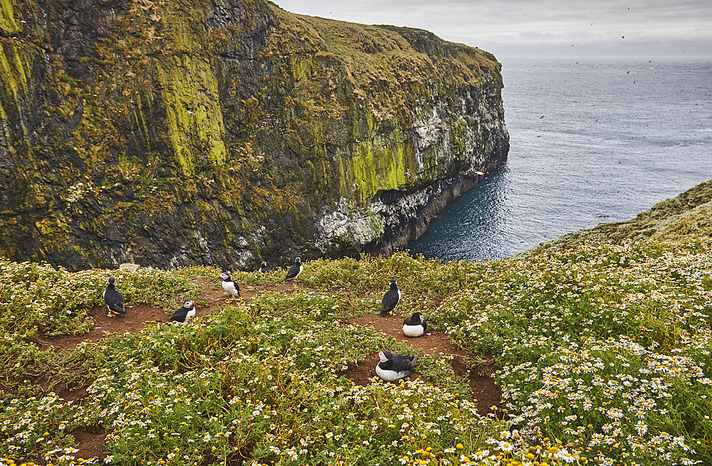 Cliffs at the Wick, on the south coast of Skomer Island, a nature reserve off the coast of Pembrokeshire, Wales, United Kingdom, Europe