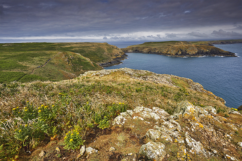 A view from High Cliff to the Neck, on the east coast of Skomer Island, a nature reserve off the coast of Pembrokeshire, Wales, United Kingdom, Europe