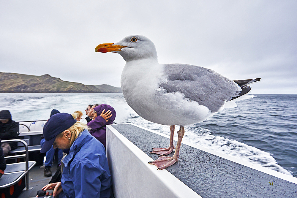 A Herring Gull (Larus argentatus), hitching a ride on the Skomer Island ferry, off the coast of Pembrokeshire, Wales, United Kingdom, Europe