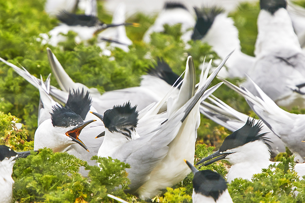 Sandwich Terns (Sterna sandivicensis), in their breeding colony in June, on Brownsea Island, a nature reserve in Poole Harbour, Dorset, England, United Kingdom, Europe