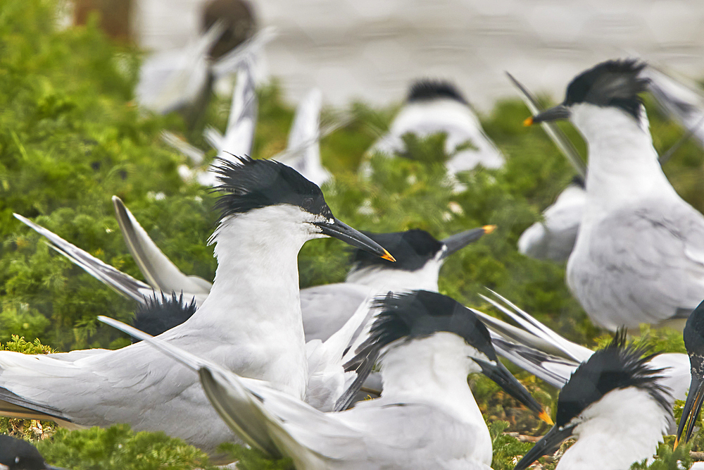 Sandwich Terns, Sterna sandivicensis, in their breeding colony in June, on Brownsea Island, a nature reserve in Poole Harbour, Dorset, Great Britain.