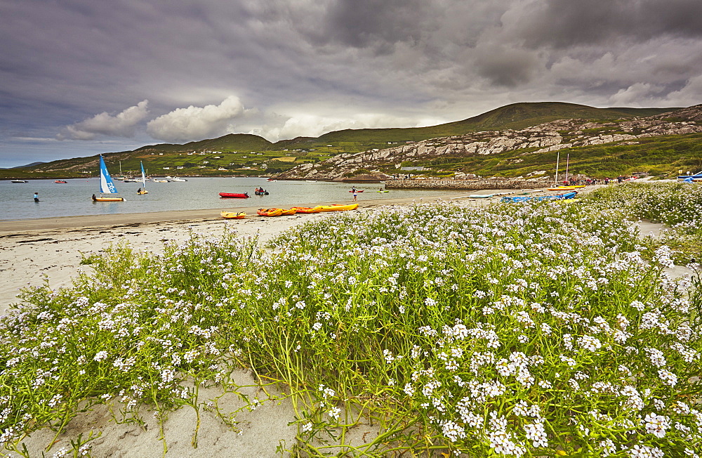 Sea rocket growing on the Strand at Derrynane House, Ring of Kerry, County Kerry, Munster, Republic of Ireland, Europe