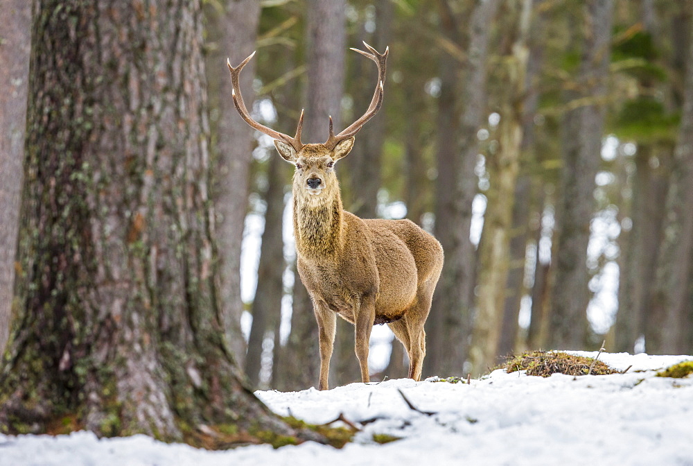 Red deer stag (Cervus elaphus), Scottish Highlands, Scotland, United Kingdom, Europe