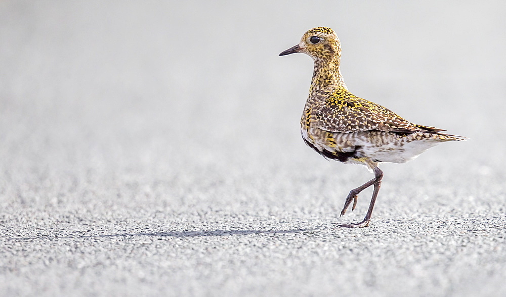 Golden plover (Pluvialis apricaria), North Pennines, England, United Kingdom, Europe