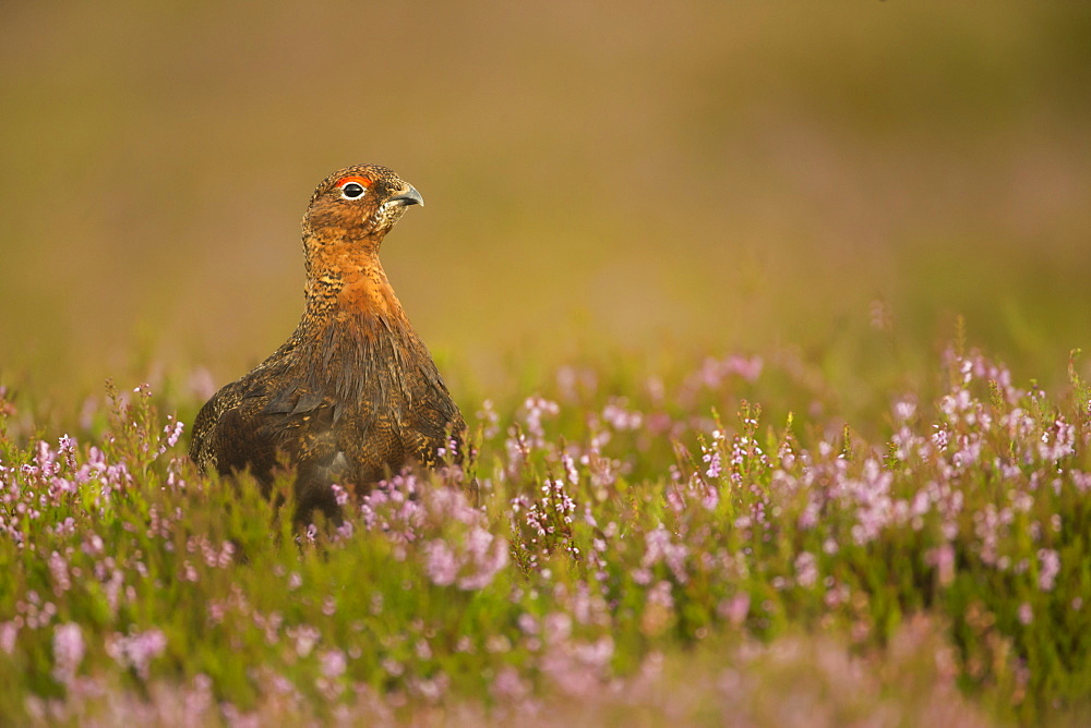 Red grouse (Lagopus lagopus), Yorkshire Dales, England, United Kingdom, Europe