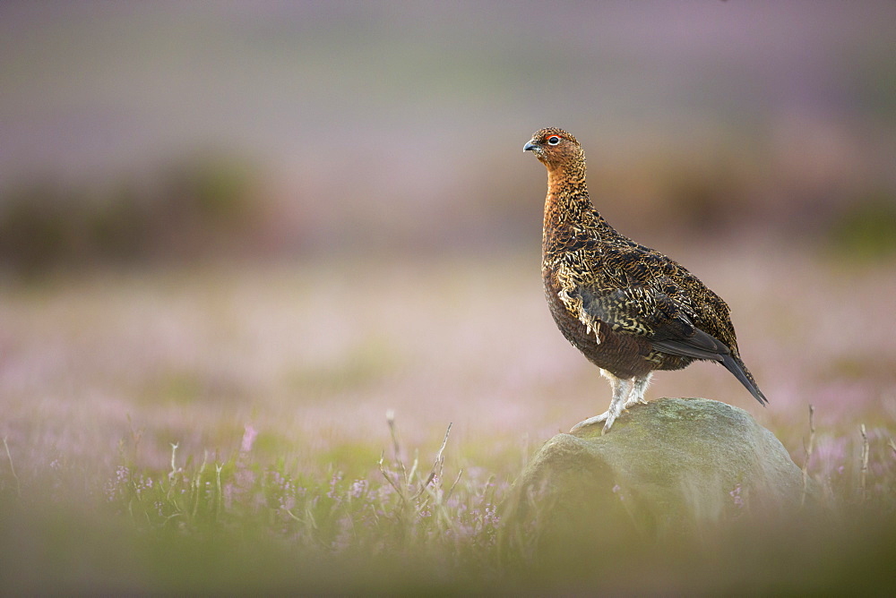 Red grouse (Lagopus lagopus), Yorkshire Dales, England, United Kingdom, Europe