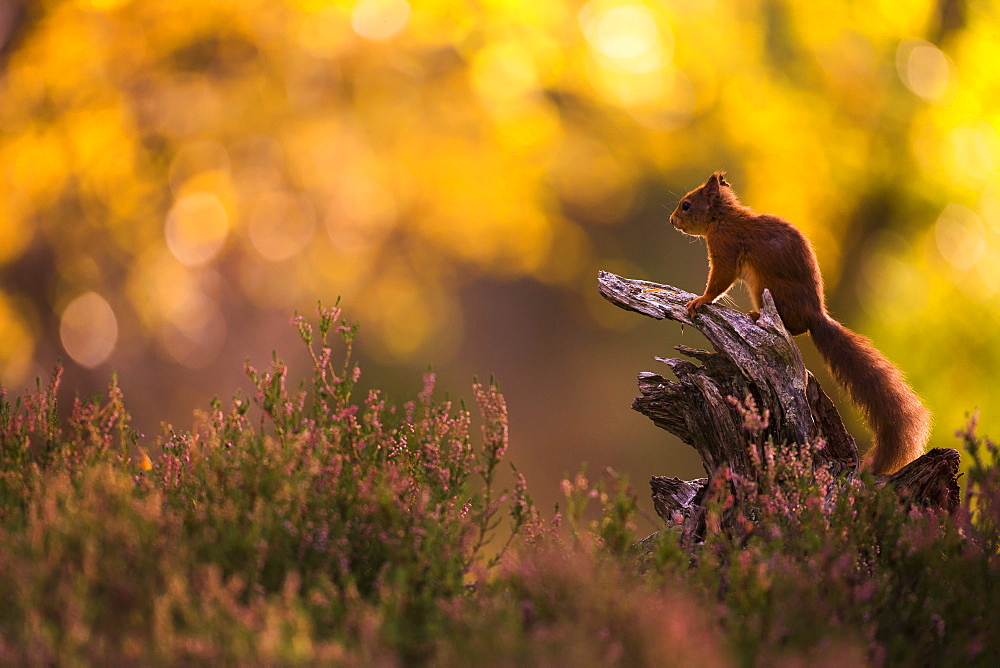 Red squirrel (Sciurus vulgaris) and autumnal colours, Cairngorms National Park, Scotland, United Kingdom, Europe