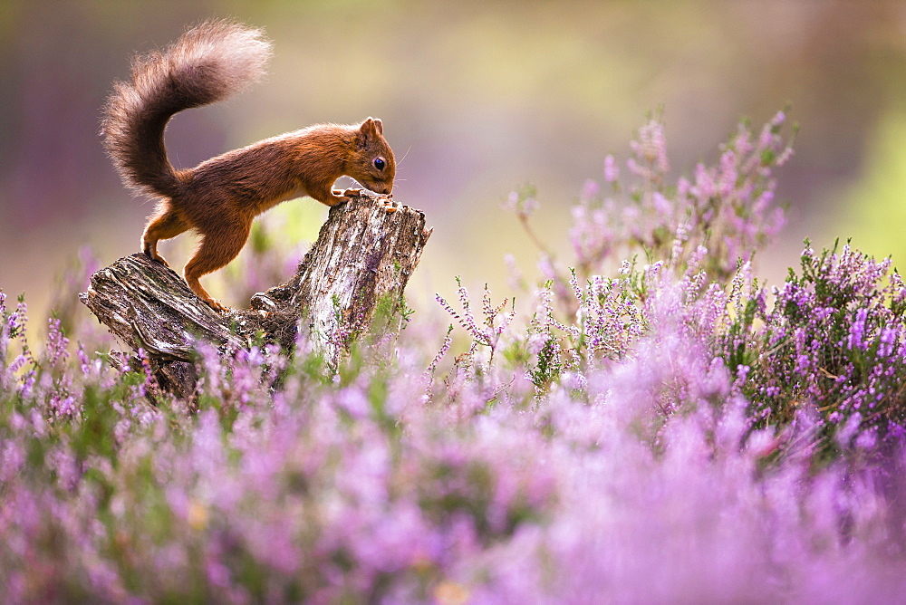 Red squirrel (Sciurus vulgaris) in blooming heather, Cairngorms National Park, Scotland, United Kingdom, Europe