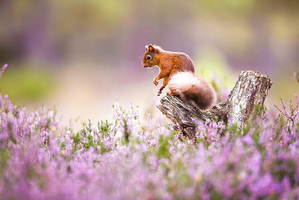 Red squirrel (Sciurus vulgaris) in blooming heather, Cairngorms National Park, Scotland, United Kingdom, Europe