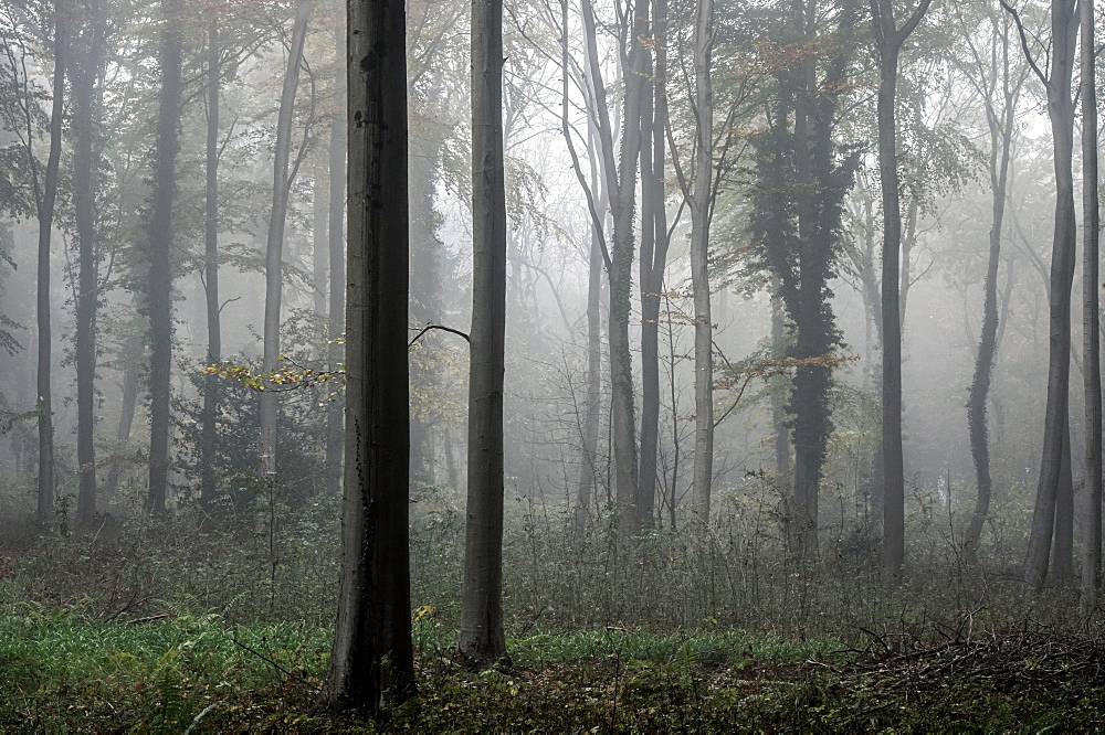 Fifty Acre Wood in mist at dawn, Leigh Woods, Bristol, England, United Kingdom, Europe