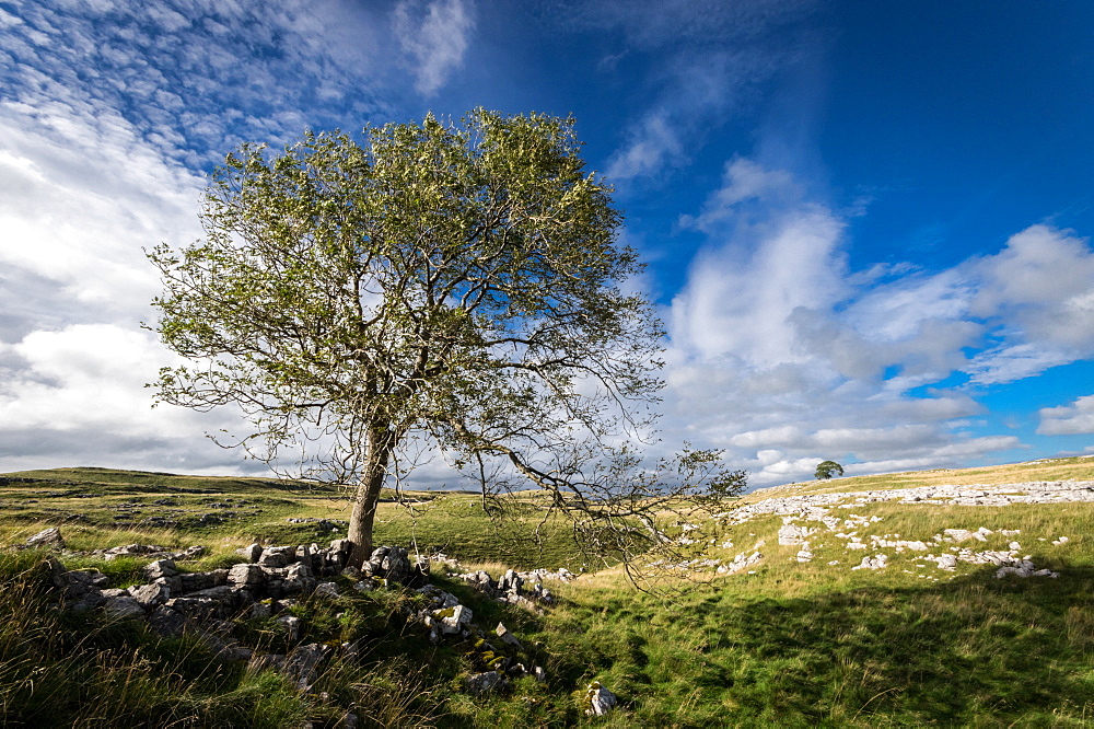 Tree and limestone pavement above Malham, Yorkshire Dales, Yorkshire, England, United Kingdom, Europe