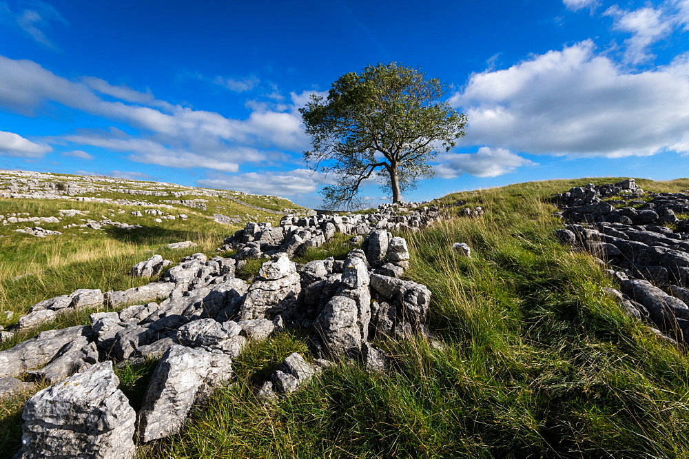 Tree and limestone pavement above Malham, Yorkshire Dales, Yorkshire, England, United Kingdom, Europe